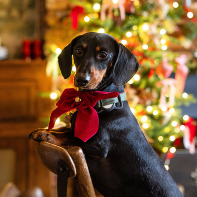 Dog / Cat Velvet Christmas Bow Neck Tie