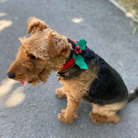 Christmas Holly Dog Dress Up