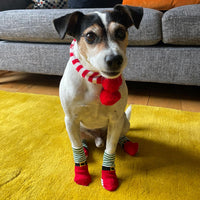 Christmas Fancy Dress Dog Socks - 4 Pack