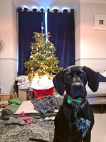 Sequinned Christmas Dog Bow Tie