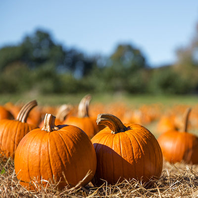 Create Your Own Autumn Table With Talking Tables - Talking Tables UK Public