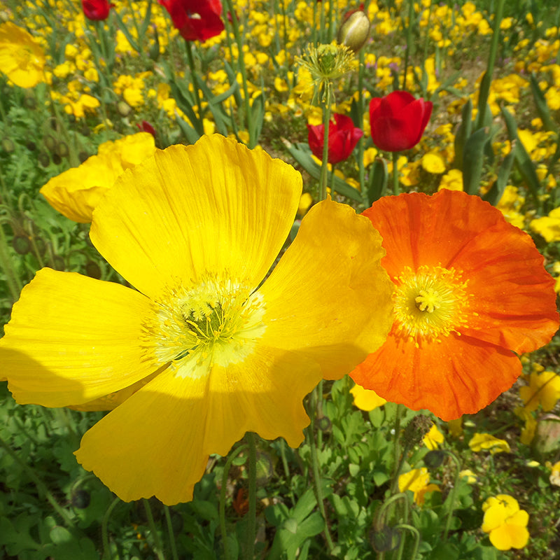 Flowers make us happy Clare Harris Talking Tables UK