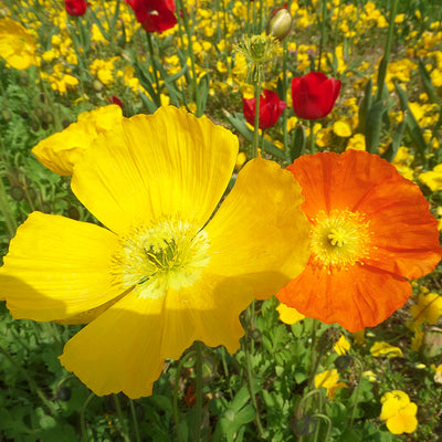 Flowers make us happy - Clare Harris - Talking Tables UK Public