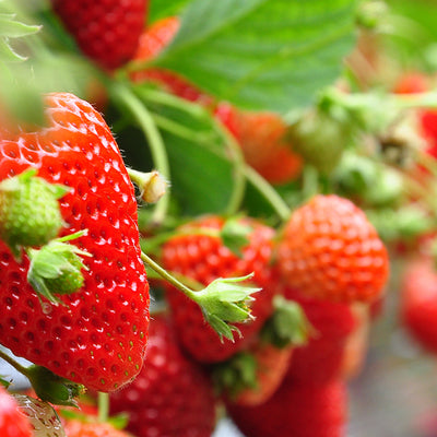 Summer Memories - Strawberry Picking - Talking Tables UK Public