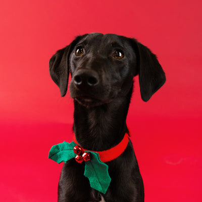 Christmas Holly Dog Dress Up
