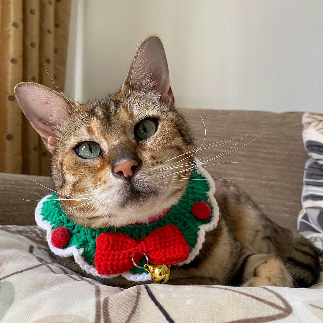 Festive cat collars shop