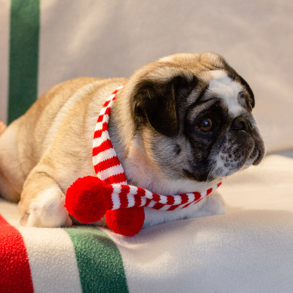 Christmas Dog Scarf Dress Up