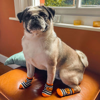 Halloween Costume Dog Socks