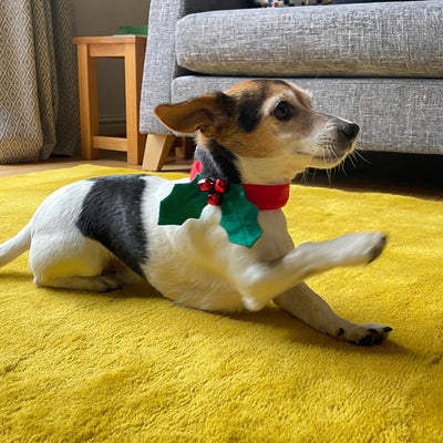 Christmas Holly Dog Dress Up