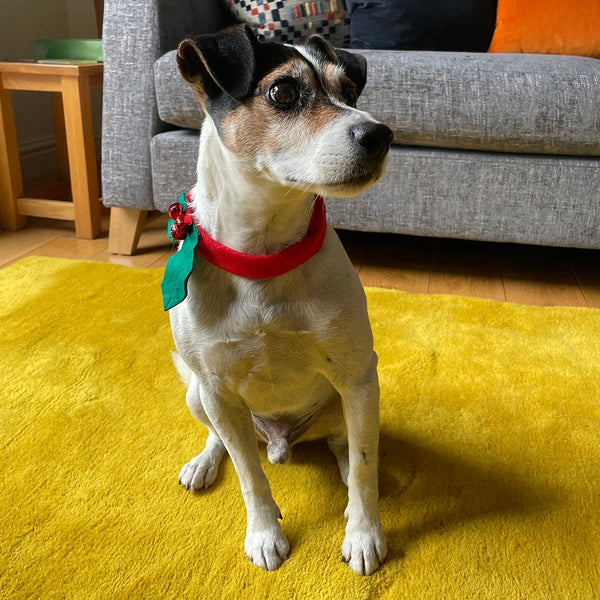 Christmas Holly Dog Dress Up