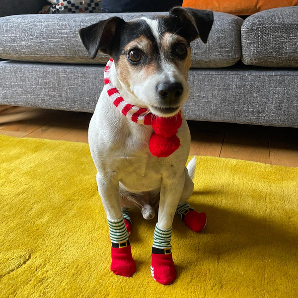 Christmas Fancy Dress Dog Socks - 4 Pack - Talking Tables UK